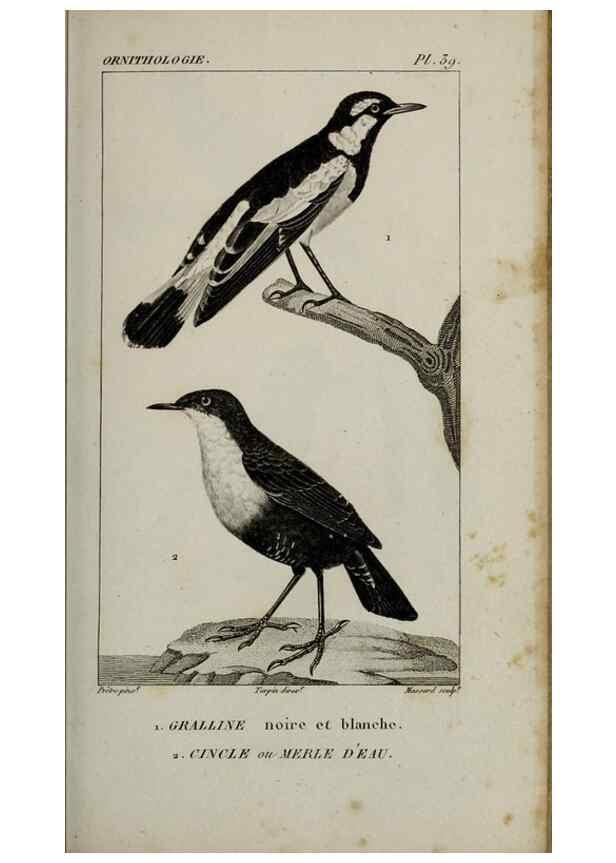 Reproducción/Reproduction 49826370211: Traité d'ornithologie, ou, Tableau méthodique des ordres, sous-ordres, familles, tribus, genres, sous-genres et races d'oiseaux :. Bruxelles :Chez F.G. Levrault ;1831.. 