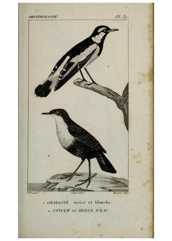 Reproducción/Reproduction 49826370211: Traité d'ornithologie, ou, Tableau méthodique des ordres, sous-ordres, familles, tribus, genres, sous-genres et races d'oiseaux :. Bruxelles :Chez F.G. Levrault ;1831.. 