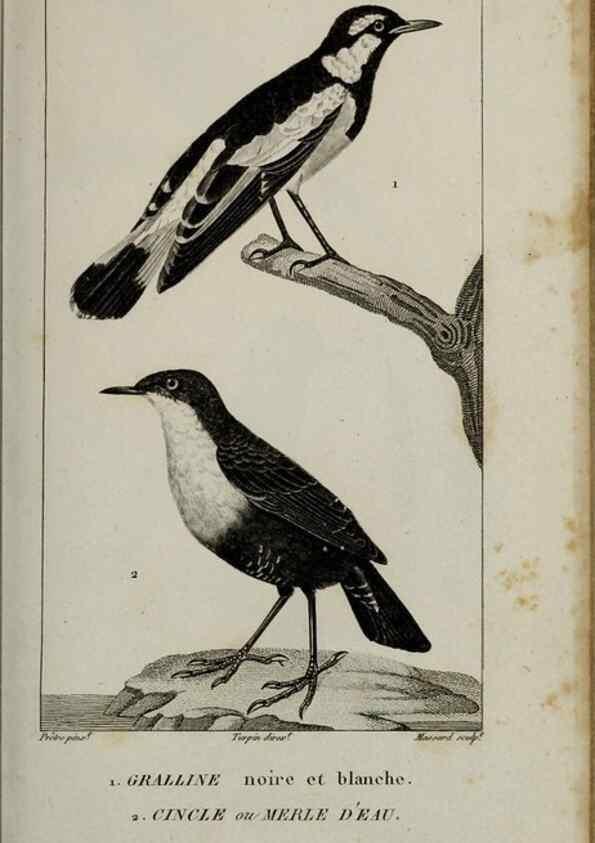 Reproducción/Reproduction 49826370211: Traité d'ornithologie, ou, Tableau méthodique des ordres, sous-ordres, familles, tribus, genres, sous-genres et races d'oiseaux :. Bruxelles :Chez F.G. Levrault ;1831.. 