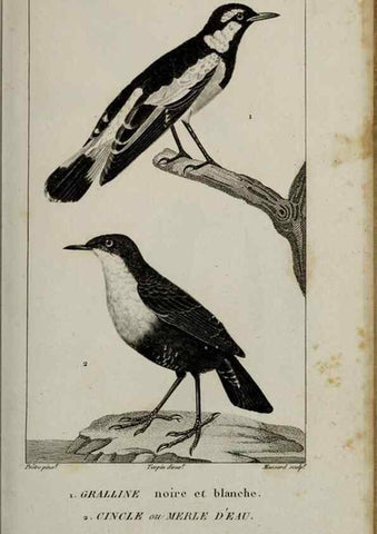 Reproducción/Reproduction 49826370211: Traité d'ornithologie, ou, Tableau méthodique des ordres, sous-ordres, familles, tribus, genres, sous-genres et races d'oiseaux :. Bruxelles :Chez F.G. Levrault ;1831.. 