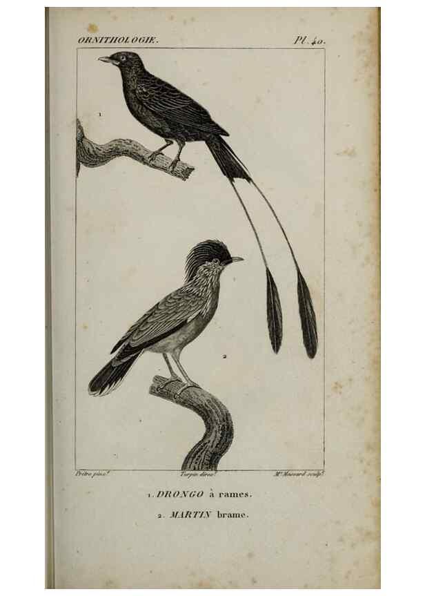 Reproducción/Reproduction 49826370441: Traité d'ornithologie, ou, Tableau méthodique des ordres, sous-ordres, familles, tribus, genres, sous-genres et races d'oiseaux :. Bruxelles :Chez F.G. Levrault ;1831.. 