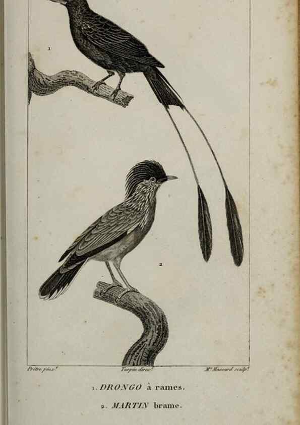Reproducción/Reproduction 49826370441: Traité d'ornithologie, ou, Tableau méthodique des ordres, sous-ordres, familles, tribus, genres, sous-genres et races d'oiseaux :. Bruxelles :Chez F.G. Levrault ;1831.. 