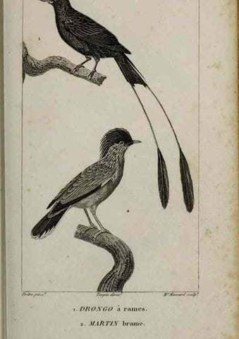 Reproducción/Reproduction 49826370441: Traité d'ornithologie, ou, Tableau méthodique des ordres, sous-ordres, familles, tribus, genres, sous-genres et races d'oiseaux :. Bruxelles :Chez F.G. Levrault ;1831.. 