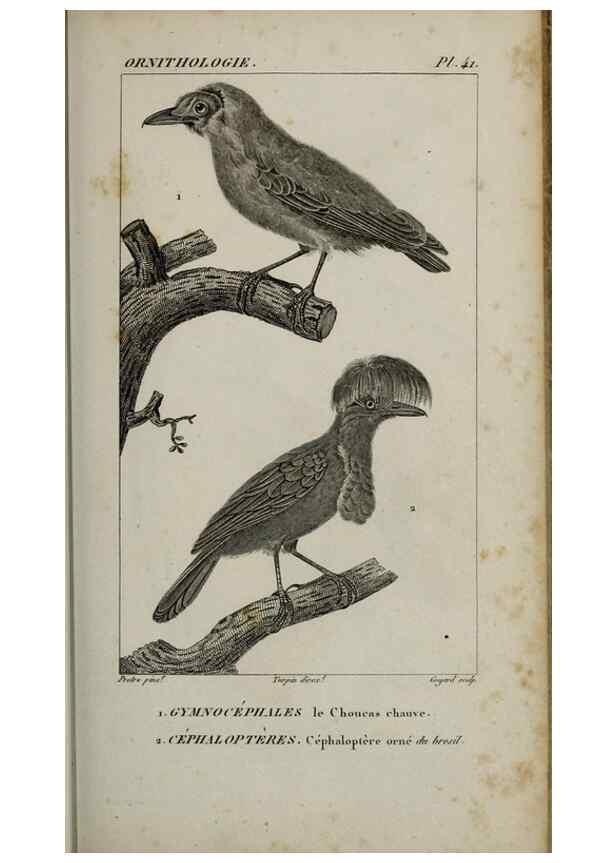 Reproducción/Reproduction 49826688477: Traité d'ornithologie, ou, Tableau méthodique des ordres, sous-ordres, familles, tribus, genres, sous-genres et races d'oiseaux :. Bruxelles :Chez F.G. Levrault ;1831.. 