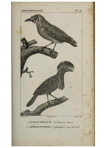Reproducción/Reproduction 49826688477: Traité d'ornithologie, ou, Tableau méthodique des ordres, sous-ordres, familles, tribus, genres, sous-genres et races d'oiseaux :. Bruxelles :Chez F.G. Levrault ;1831.. 
