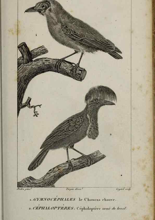Reproducción/Reproduction 49826688477: Traité d'ornithologie, ou, Tableau méthodique des ordres, sous-ordres, familles, tribus, genres, sous-genres et races d'oiseaux :. Bruxelles :Chez F.G. Levrault ;1831.. 