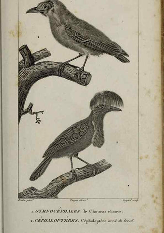 Reproducción/Reproduction 49826688477: Traité d'ornithologie, ou, Tableau méthodique des ordres, sous-ordres, familles, tribus, genres, sous-genres et races d'oiseaux :. Bruxelles :Chez F.G. Levrault ;1831.. 