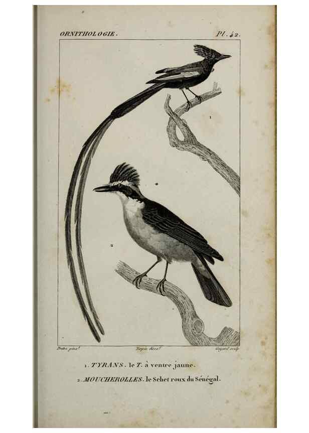 Reproducción/Reproduction 49826688792: Traité d'ornithologie, ou, Tableau méthodique des ordres, sous-ordres, familles, tribus, genres, sous-genres et races d'oiseaux :. Bruxelles :Chez F.G. Levrault ;1831.. 