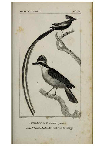 Reproducción/Reproduction 49826688792: Traité d'ornithologie, ou, Tableau méthodique des ordres, sous-ordres, familles, tribus, genres, sous-genres et races d'oiseaux :. Bruxelles :Chez F.G. Levrault ;1831.. 