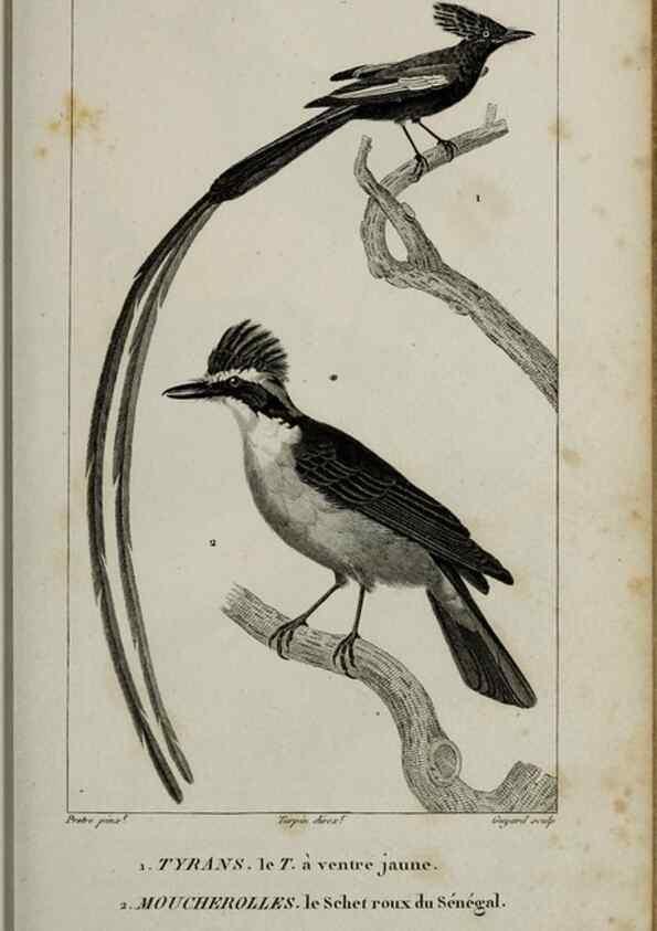 Reproducción/Reproduction 49826688792: Traité d'ornithologie, ou, Tableau méthodique des ordres, sous-ordres, familles, tribus, genres, sous-genres et races d'oiseaux :. Bruxelles :Chez F.G. Levrault ;1831.. 
