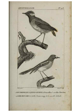 Reproducción/Reproduction 49826688927: Traité d'ornithologie, ou, Tableau méthodique des ordres, sous-ordres, familles, tribus, genres, sous-genres et races d'oiseaux :. Bruxelles :Chez F.G. Levrault ;1831.. 