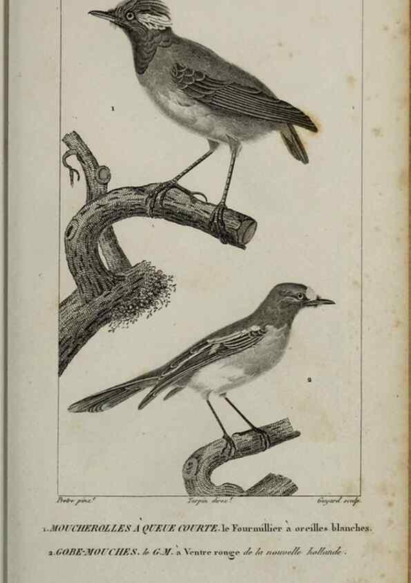 Reproducción/Reproduction 49826688927: Traité d'ornithologie, ou, Tableau méthodique des ordres, sous-ordres, familles, tribus, genres, sous-genres et races d'oiseaux :. Bruxelles :Chez F.G. Levrault ;1831.. 