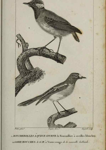 Reproducción/Reproduction 49826688927: Traité d'ornithologie, ou, Tableau méthodique des ordres, sous-ordres, familles, tribus, genres, sous-genres et races d'oiseaux :. Bruxelles :Chez F.G. Levrault ;1831.. 