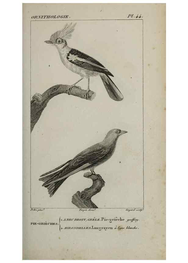 Reproducción/Reproduction 49825839443: Traité d'ornithologie, ou, Tableau méthodique des ordres, sous-ordres, familles, tribus, genres, sous-genres et races d'oiseaux :. Bruxelles :Chez F.G. Levrault ;1831.. 