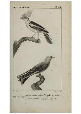Reproducción/Reproduction 49825839443: Traité d'ornithologie, ou, Tableau méthodique des ordres, sous-ordres, familles, tribus, genres, sous-genres et races d'oiseaux :. Bruxelles :Chez F.G. Levrault ;1831.. 