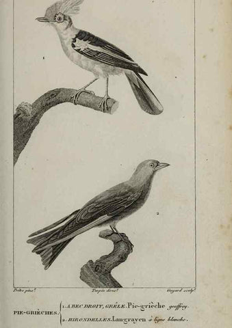 Reproducción/Reproduction 49825839443: Traité d'ornithologie, ou, Tableau méthodique des ordres, sous-ordres, familles, tribus, genres, sous-genres et races d'oiseaux :. Bruxelles :Chez F.G. Levrault ;1831.. 