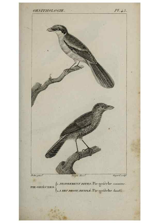 Reproducción/Reproduction 49826372041: Traité d'ornithologie, ou, Tableau méthodique des ordres, sous-ordres, familles, tribus, genres, sous-genres et races d'oiseaux :. Bruxelles :Chez F.G. Levrault ;1831.. 