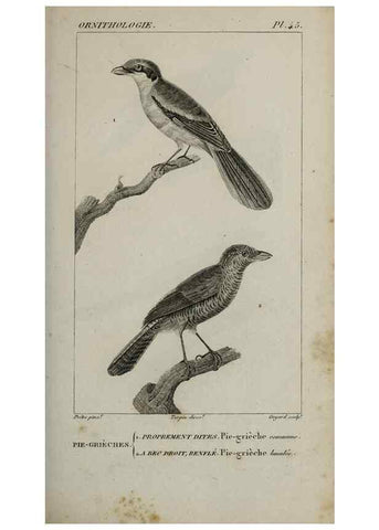 Reproducción/Reproduction 49826372041: Traité d'ornithologie, ou, Tableau méthodique des ordres, sous-ordres, familles, tribus, genres, sous-genres et races d'oiseaux :. Bruxelles :Chez F.G. Levrault ;1831.. 
