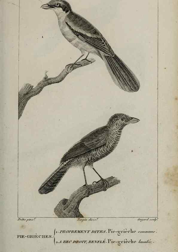 Reproducción/Reproduction 49826372041: Traité d'ornithologie, ou, Tableau méthodique des ordres, sous-ordres, familles, tribus, genres, sous-genres et races d'oiseaux :. Bruxelles :Chez F.G. Levrault ;1831.. 