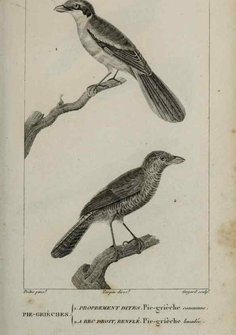 Reproducción/Reproduction 49826372041: Traité d'ornithologie, ou, Tableau méthodique des ordres, sous-ordres, familles, tribus, genres, sous-genres et races d'oiseaux :. Bruxelles :Chez F.G. Levrault ;1831.. 