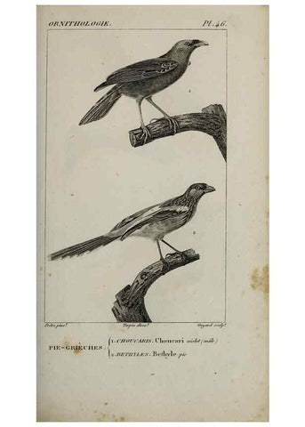 Reproducción/Reproduction 49826372406: Traité d'ornithologie, ou, Tableau méthodique des ordres, sous-ordres, familles, tribus, genres, sous-genres et races d'oiseaux :. Bruxelles :Chez F.G. Levrault ;1831.. 