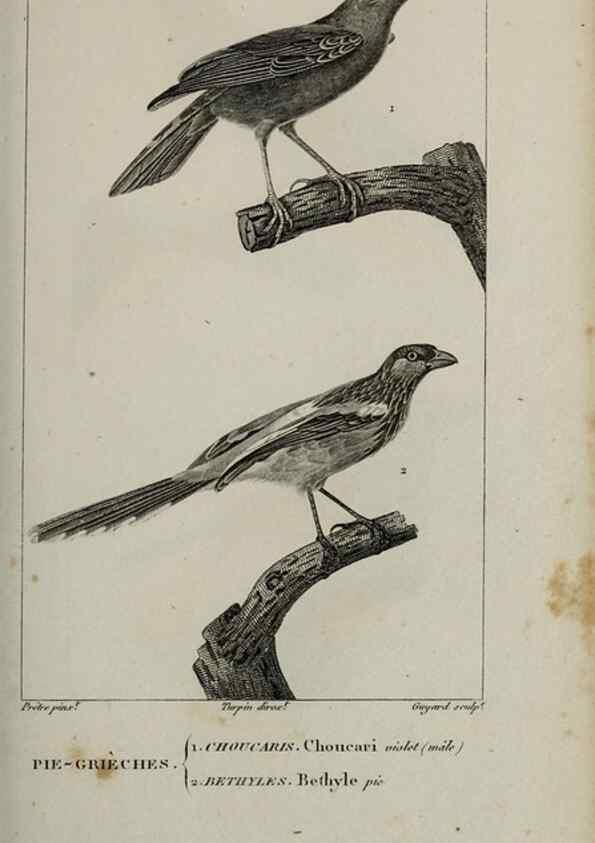 Reproducción/Reproduction 49826372406: Traité d'ornithologie, ou, Tableau méthodique des ordres, sous-ordres, familles, tribus, genres, sous-genres et races d'oiseaux :. Bruxelles :Chez F.G. Levrault ;1831.. 