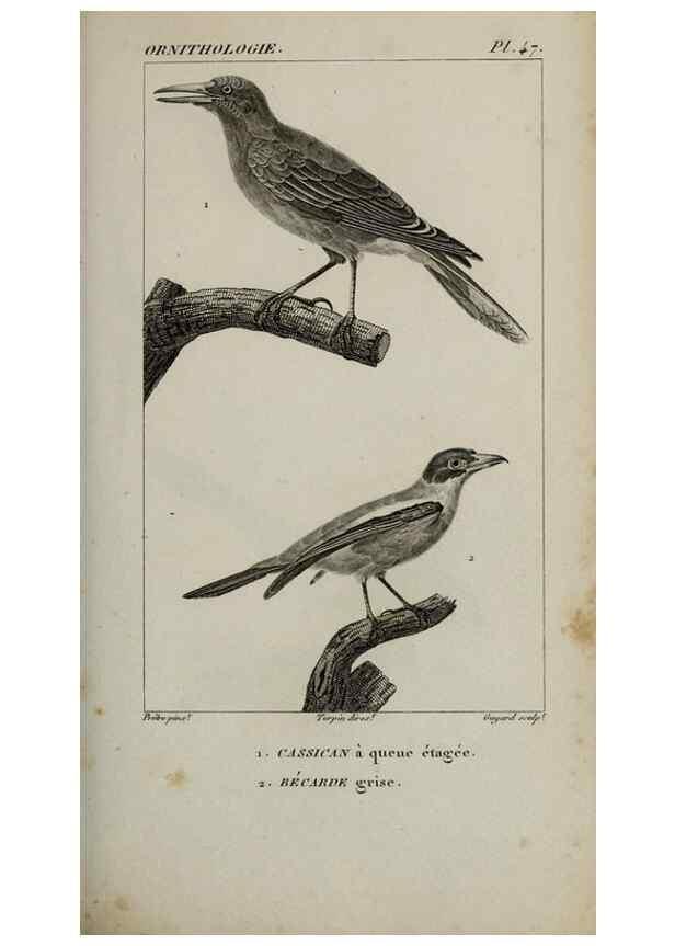 Reproducción/Reproduction 49826690342: Traité d'ornithologie, ou, Tableau méthodique des ordres, sous-ordres, familles, tribus, genres, sous-genres et races d'oiseaux :. Bruxelles :Chez F.G. Levrault ;1831.. 