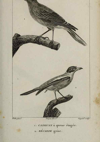 Reproducción/Reproduction 49826690342: Traité d'ornithologie, ou, Tableau méthodique des ordres, sous-ordres, familles, tribus, genres, sous-genres et races d'oiseaux :. Bruxelles :Chez F.G. Levrault ;1831.. 