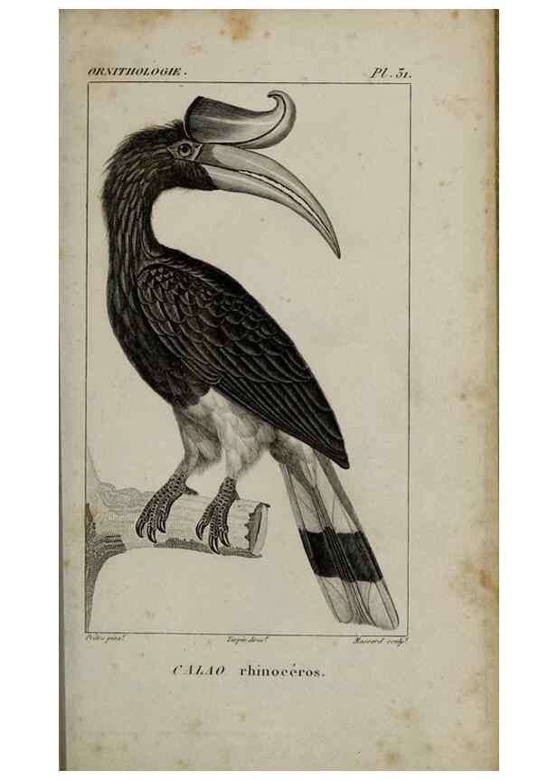 Reproducción/Reproduction 49826686177: Traité d'ornithologie, ou, Tableau méthodique des ordres, sous-ordres, familles, tribus, genres, sous-genres et races d'oiseaux :. Bruxelles :Chez F.G. Levrault ;1831.. 