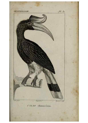 Reproducción/Reproduction 49826686177: Traité d'ornithologie, ou, Tableau méthodique des ordres, sous-ordres, familles, tribus, genres, sous-genres et races d'oiseaux :. Bruxelles :Chez F.G. Levrault ;1831.. 