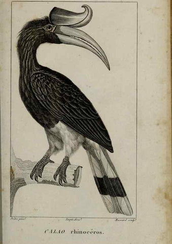 Reproducción/Reproduction 49826686177: Traité d'ornithologie, ou, Tableau méthodique des ordres, sous-ordres, familles, tribus, genres, sous-genres et races d'oiseaux :. Bruxelles :Chez F.G. Levrault ;1831.. 