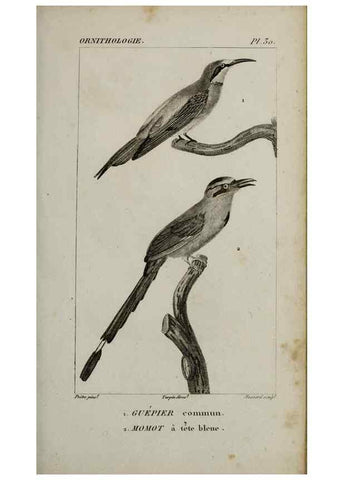 Reproducción/Reproduction 49826367981: Traité d'ornithologie, ou, Tableau méthodique des ordres, sous-ordres, familles, tribus, genres, sous-genres et races d'oiseaux :. Bruxelles :Chez F.G. Levrault ;1831.. 
