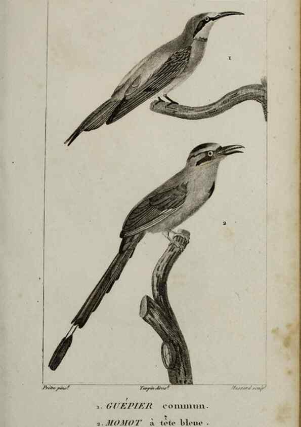 Reproducción/Reproduction 49826367981: Traité d'ornithologie, ou, Tableau méthodique des ordres, sous-ordres, familles, tribus, genres, sous-genres et races d'oiseaux :. Bruxelles :Chez F.G. Levrault ;1831.. 