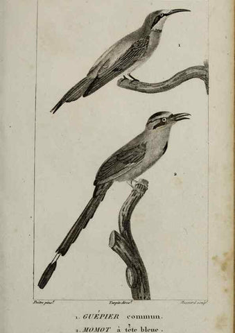 Reproducción/Reproduction 49826367981: Traité d'ornithologie, ou, Tableau méthodique des ordres, sous-ordres, familles, tribus, genres, sous-genres et races d'oiseaux :. Bruxelles :Chez F.G. Levrault ;1831.. 