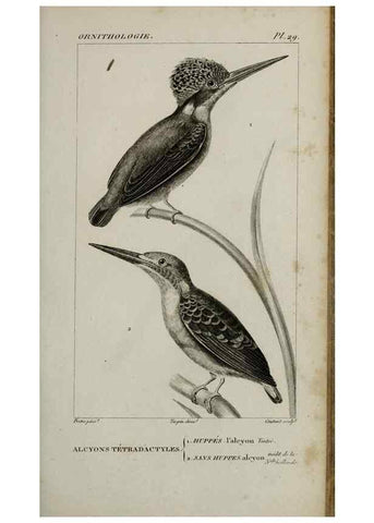 Reproducción/Reproduction 49826367666: Traité d'ornithologie, ou, Tableau méthodique des ordres, sous-ordres, familles, tribus, genres, sous-genres et races d'oiseaux :. Bruxelles :Chez F.G. Levrault ;1831.. 