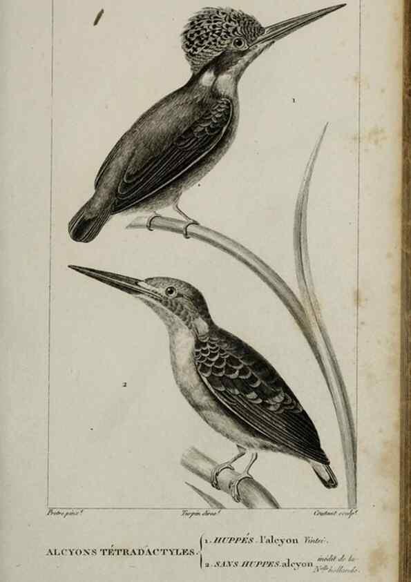 Reproducción/Reproduction 49826367666: Traité d'ornithologie, ou, Tableau méthodique des ordres, sous-ordres, familles, tribus, genres, sous-genres et races d'oiseaux :. Bruxelles :Chez F.G. Levrault ;1831.. 