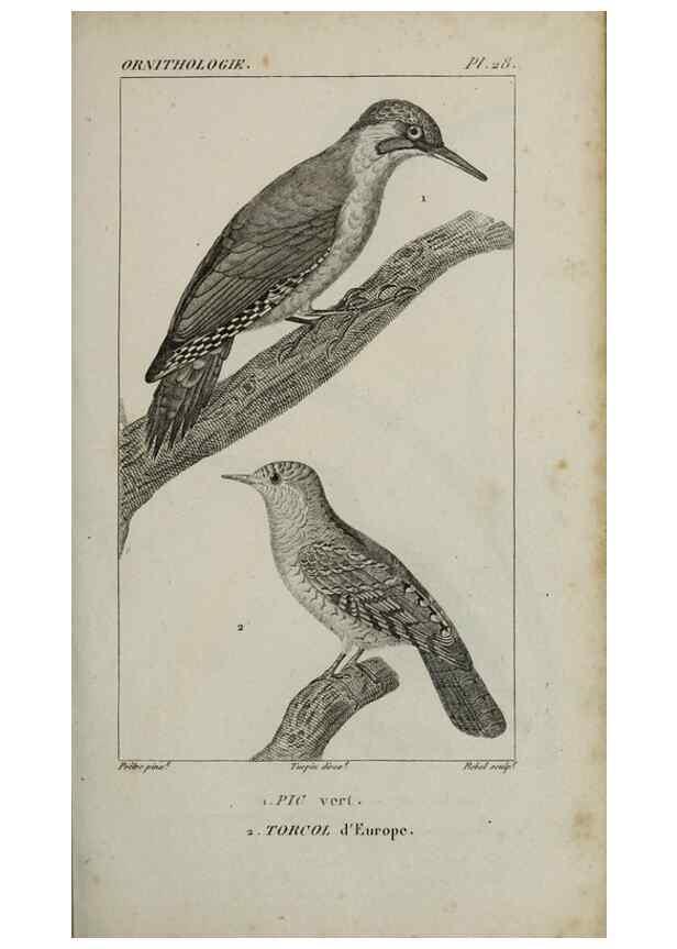 Reproducción/Reproduction 49826685197: Traité d'ornithologie, ou, Tableau méthodique des ordres, sous-ordres, familles, tribus, genres, sous-genres et races d'oiseaux :. Bruxelles :Chez F.G. Levrault ;1831.. 