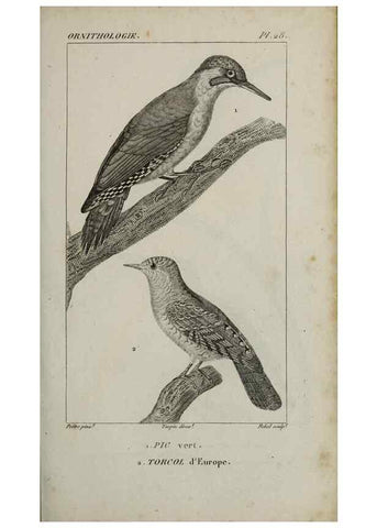 Reproducción/Reproduction 49826685197: Traité d'ornithologie, ou, Tableau méthodique des ordres, sous-ordres, familles, tribus, genres, sous-genres et races d'oiseaux :. Bruxelles :Chez F.G. Levrault ;1831.. 