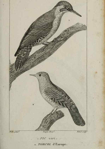 Reproducción/Reproduction 49826685197: Traité d'ornithologie, ou, Tableau méthodique des ordres, sous-ordres, familles, tribus, genres, sous-genres et races d'oiseaux :. Bruxelles :Chez F.G. Levrault ;1831.. 
