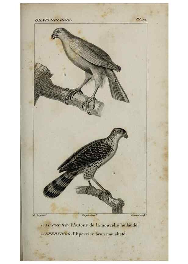 Reproducción/Reproduction 49825830498: Traité d'ornithologie, ou, Tableau méthodique des ordres, sous-ordres, familles, tribus, genres, sous-genres et races d'oiseaux :. Bruxelles :Chez F.G. Levrault ;1831.. 