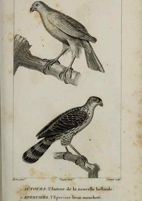 Reproducción/Reproduction 49825830498: Traité d'ornithologie, ou, Tableau méthodique des ordres, sous-ordres, familles, tribus, genres, sous-genres et races d'oiseaux :. Bruxelles :Chez F.G. Levrault ;1831.. 