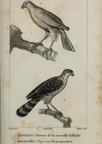 Reproducción/Reproduction 49825830498: Traité d'ornithologie, ou, Tableau méthodique des ordres, sous-ordres, familles, tribus, genres, sous-genres et races d'oiseaux :. Bruxelles :Chez F.G. Levrault ;1831.. 