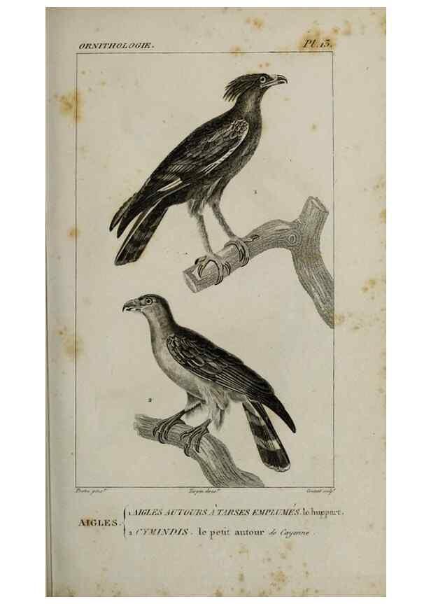 Reproducción/Reproduction 49826362806: Traité d'ornithologie, ou, Tableau méthodique des ordres, sous-ordres, familles, tribus, genres, sous-genres et races d'oiseaux :. Bruxelles :Chez F.G. Levrault ;1831.. 