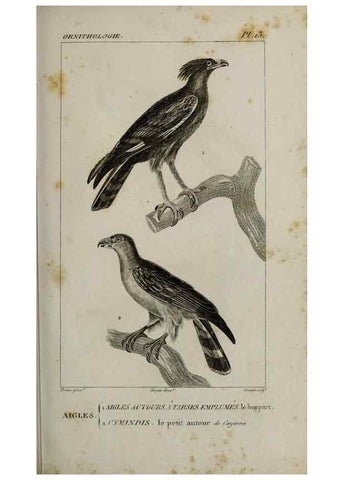 Reproducción/Reproduction 49826362806: Traité d'ornithologie, ou, Tableau méthodique des ordres, sous-ordres, familles, tribus, genres, sous-genres et races d'oiseaux :. Bruxelles :Chez F.G. Levrault ;1831.. 