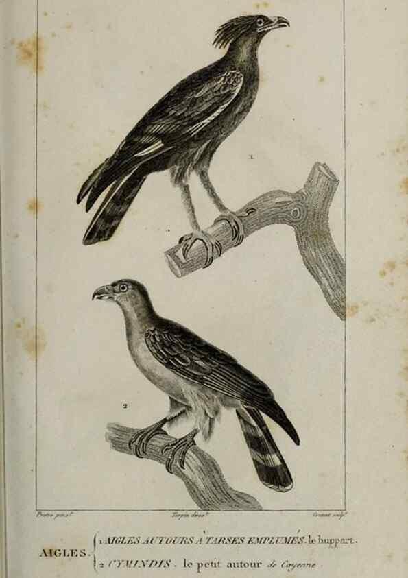 Reproducción/Reproduction 49826362806: Traité d'ornithologie, ou, Tableau méthodique des ordres, sous-ordres, familles, tribus, genres, sous-genres et races d'oiseaux :. Bruxelles :Chez F.G. Levrault ;1831.. 