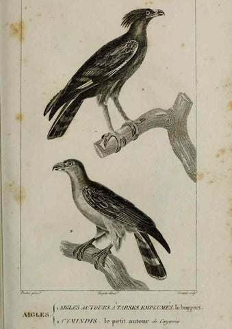 Reproducción/Reproduction 49826362806: Traité d'ornithologie, ou, Tableau méthodique des ordres, sous-ordres, familles, tribus, genres, sous-genres et races d'oiseaux :. Bruxelles :Chez F.G. Levrault ;1831.. 