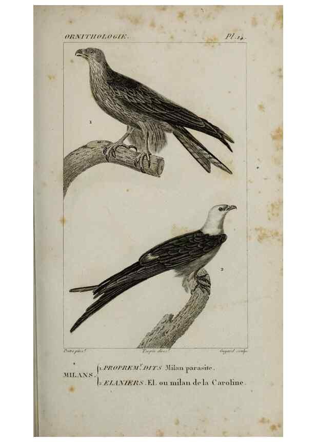 Reproducción/Reproduction 49826680782: Traité d'ornithologie, ou, Tableau méthodique des ordres, sous-ordres, familles, tribus, genres, sous-genres et races d'oiseaux :. Bruxelles :Chez F.G. Levrault ;1831.. 