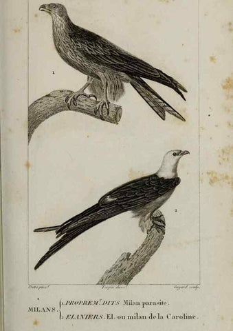 Reproducción/Reproduction 49826680782: Traité d'ornithologie, ou, Tableau méthodique des ordres, sous-ordres, familles, tribus, genres, sous-genres et races d'oiseaux :. Bruxelles :Chez F.G. Levrault ;1831.. 