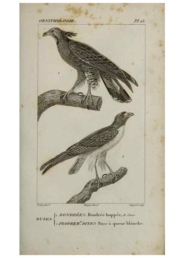 Reproducción/Reproduction 49826681062: Traité d'ornithologie, ou, Tableau méthodique des ordres, sous-ordres, familles, tribus, genres, sous-genres et races d'oiseaux :. Bruxelles :Chez F.G. Levrault ;1831.. 