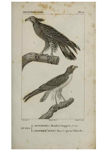Reproducción/Reproduction 49826681062: Traité d'ornithologie, ou, Tableau méthodique des ordres, sous-ordres, familles, tribus, genres, sous-genres et races d'oiseaux :. Bruxelles :Chez F.G. Levrault ;1831.. 
